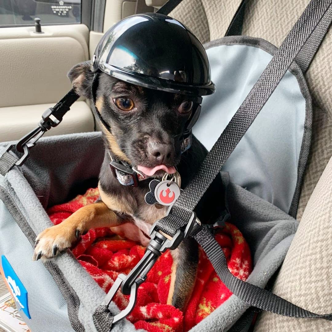 chihuahua motorcycle helmet Pet Dog Doggie Hardhat for Pets Motorcycles Bike Outdoor Protect Head Sunproof Rainproof Small Medium Large Puppy Helmets Supplies(S, Pink) : Pet Supplies this black helmet features a strap to secure it in place Chihuahua Riding Motorcycle with Momma