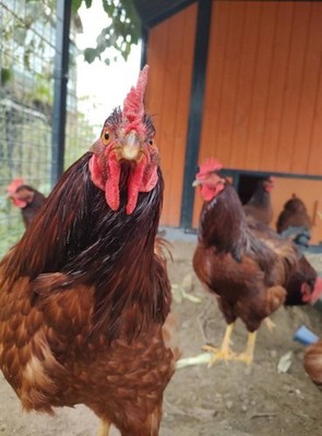 6+ Purebred Rhode Island Red Chicken Hatching Eggs