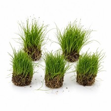 5 X Dwarf Hairgrass Eleocharis Parvula 