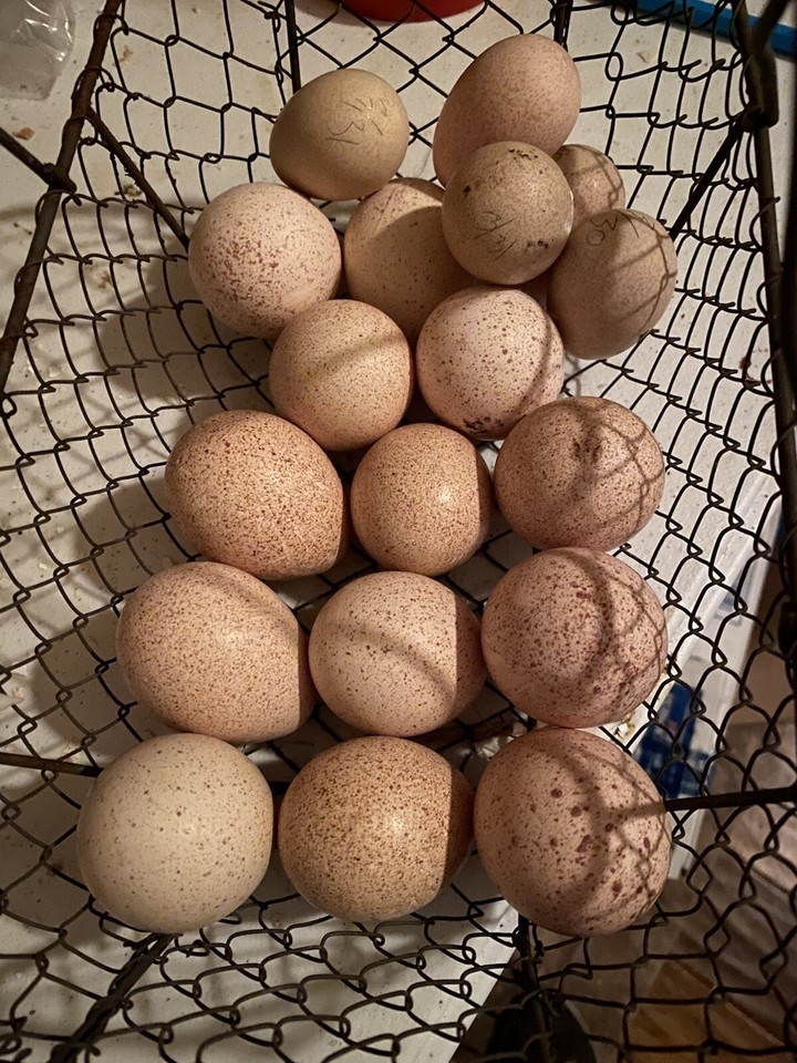 Midget white X Broad breasted white Turkey Hatching Eggs. 6+ eBay