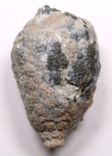Holocystites scutellatus Silurian Cystoid Fossil Indiana Massie Shale