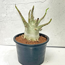 Desert Rose, Adenium Obesum in 15cm pot, Mini Succulent Caudex Plant