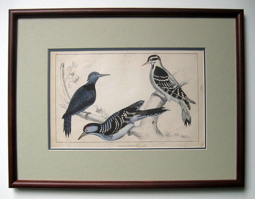 A. Fullarton & Co. London & Edinburgh vintage birds’ print- superbly framed L@@K