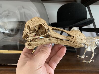 Crâne De Daeodon Shoshonensis - Réplique De Fossile Qualité Musée - Pièce Unique