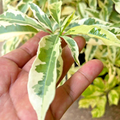 Adansonia za Variegated 斑入り 観葉植物 Baobab Adansonia Za Variegated Grafted Plant Fruit Tree Tropical