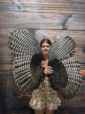 Pair Wild Turkey Wings Feathers plume fan Bustle Fly Tying Craft Art Mount Hat