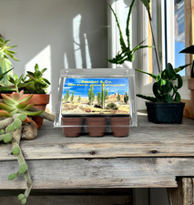 Tropica Kaktus Anzuchtset - Schwiegermutterstuhl Lebender Granit Tigerrachen