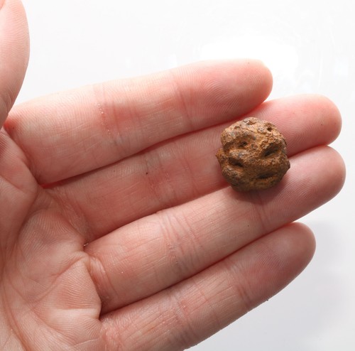 Meta Sequoia Pine Cone - Dinosaur Age Fossil - Hell Creek Formation CRETACEOUS