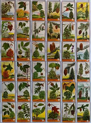 Tree Spotter Vintage Boxed Card Set 36 Quiz Cards Ed.U.Cards 1962