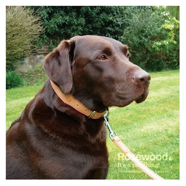 Rosewood Luxury Leather Dog Collar / Lead Puppy with Decorative Buttons & Charms - Image 2 of 4