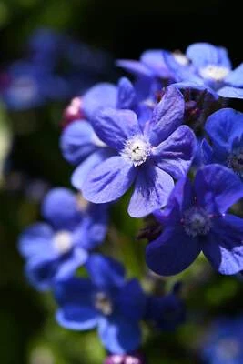 SEEDVILLE USA 100 BLUE ITALIAN ALKANET Anchusa Capensis Flower Seeds