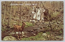 Chippewa Point Spruce Michigan Waterfall & Buck Photochrome Postcard