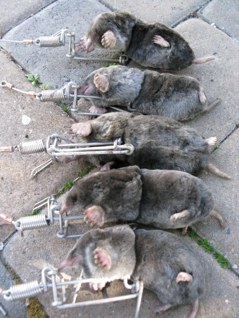 4 ARMADILHAS-ARMADILHA DE TOUPEIRA TRAPLINE-AÇO INOXIDÁVEL-FEITO NOS EUA - Imagem 2 de 3