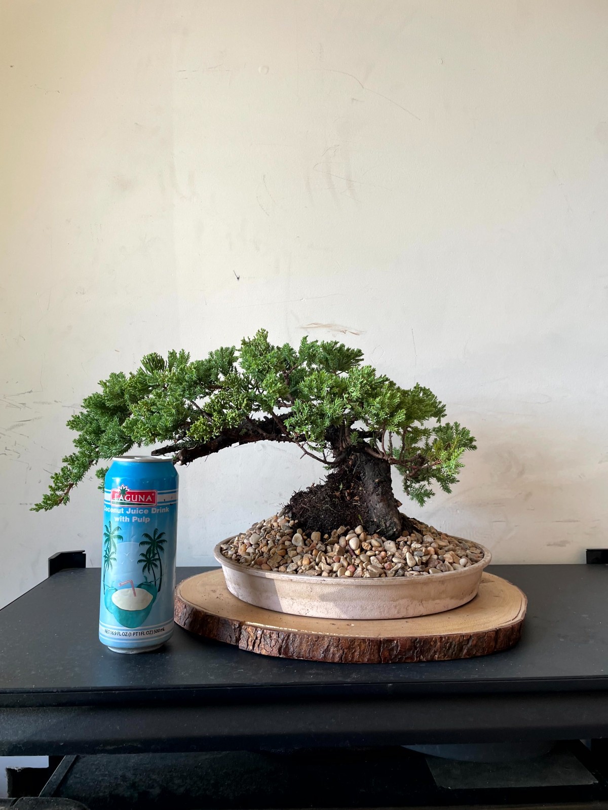 PREMIUM! Fantastic Procumbens Nana Juniper Pre-Bonsai, 25 Years, GREAT TRUNK