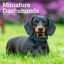 Miniature Dachshunds | 2026 12x24" (Hanging) Square Wall Calendar | Plastic-Free