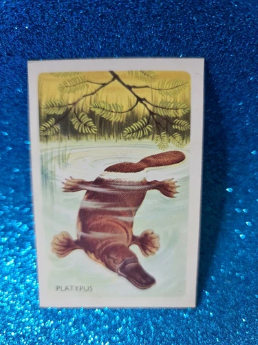 Discover Australia With Shell?#20 PLATYPUS Card?FREE POST