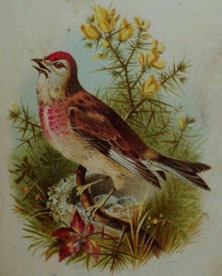 1870's-80's Victorian Trade Card Rose Linnet Wild-Bird Image Fabulous! P39
