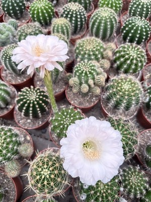 Echinopsis Schick Hybrids Fragrance Blooming Cactus Succulent