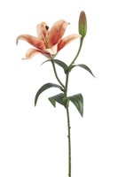 Artplants KüNstliche Tigerlilie Mixlon, Pfirsich-Lachs, 55Cm