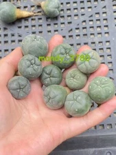 5/10pcs Succulent cactus home potted Garden beautiful Plants seedgrowth
