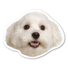 Maltese Magnet