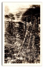 Vintage Black & White Birch Tree Forest Postcard Continental Size