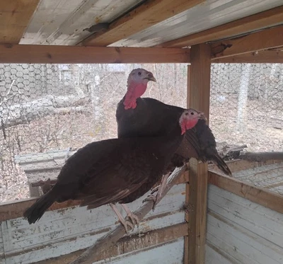 SWEET GRASS Pre Sale ! Rare Chocolate Turkey Hatching Eggs