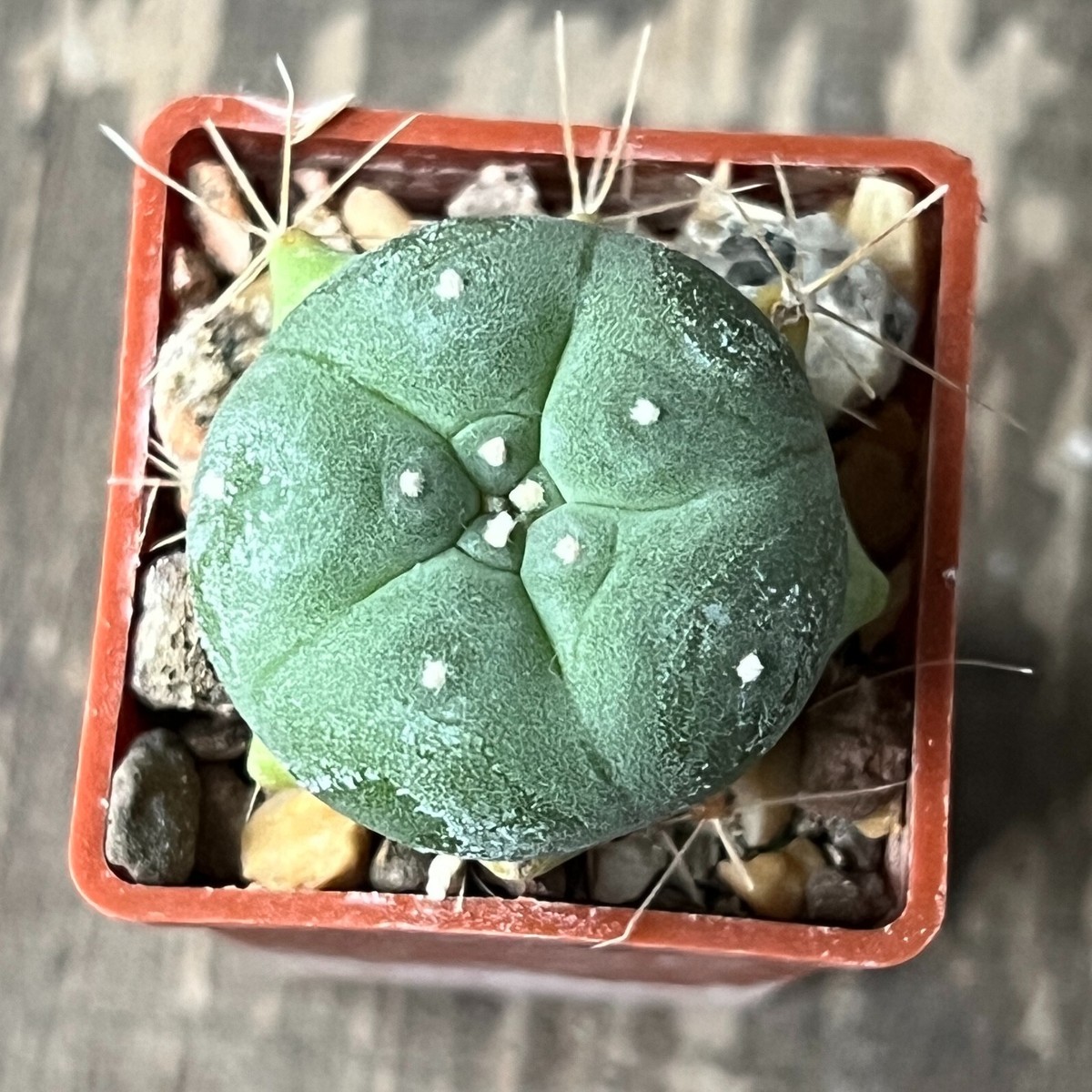 A25-642. Cactus p3400/10, Santa Clara (Grafted) | eBay