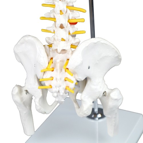 Modelo mini columna vertebral humana Vision Scientific VAV237 - Imagen 5 de 7