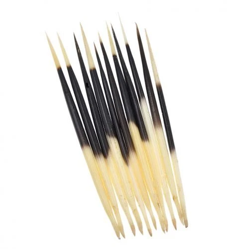 10stk Stachelschwein Federkiele Stick Schwimmt Angeln Bobber Making DIY Bastel - Bild 11 von 13