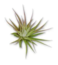 Tillandsia Ionantha Guatemala Mini Air Plants