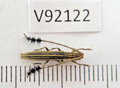 V92122. Insects, Beetles, Cerambycidae sp. North Vietnam, Lai Chau