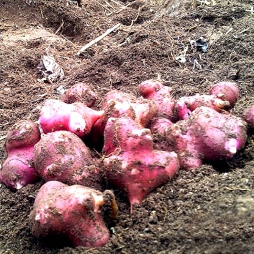 Korean Purple Jerusalem Artichoke pills 300g (10.58 oz), sunchoke eBay