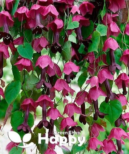 CLIMBING FLOWERS - Vines - Thunbergia Morning Glory Sweet Pea - Flower seeds - Picture 27 of 121