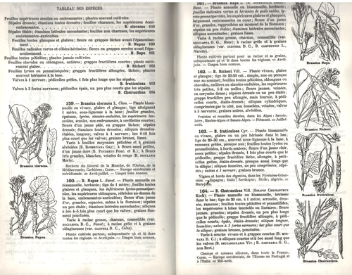 FLORE Illustrée de la FRANCE La CORSE par Abbé H. COSTE et Charles FLAHAULT 1937 - Imagen 6 de 24