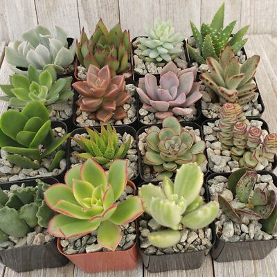 cut garden seeds Cutting Garden Seed Collection – Stocks & Green main image 0