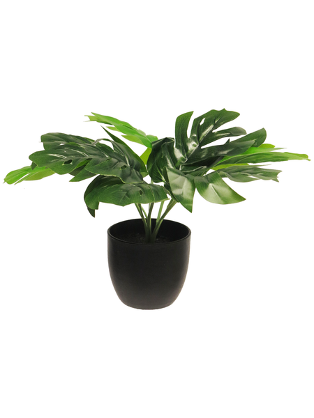 KüNstliche Monstera Sunshine Im Topf Kolbenfaden Aglaonema Ca. 28 Cm-image