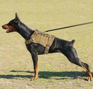 k9 tactical training near me