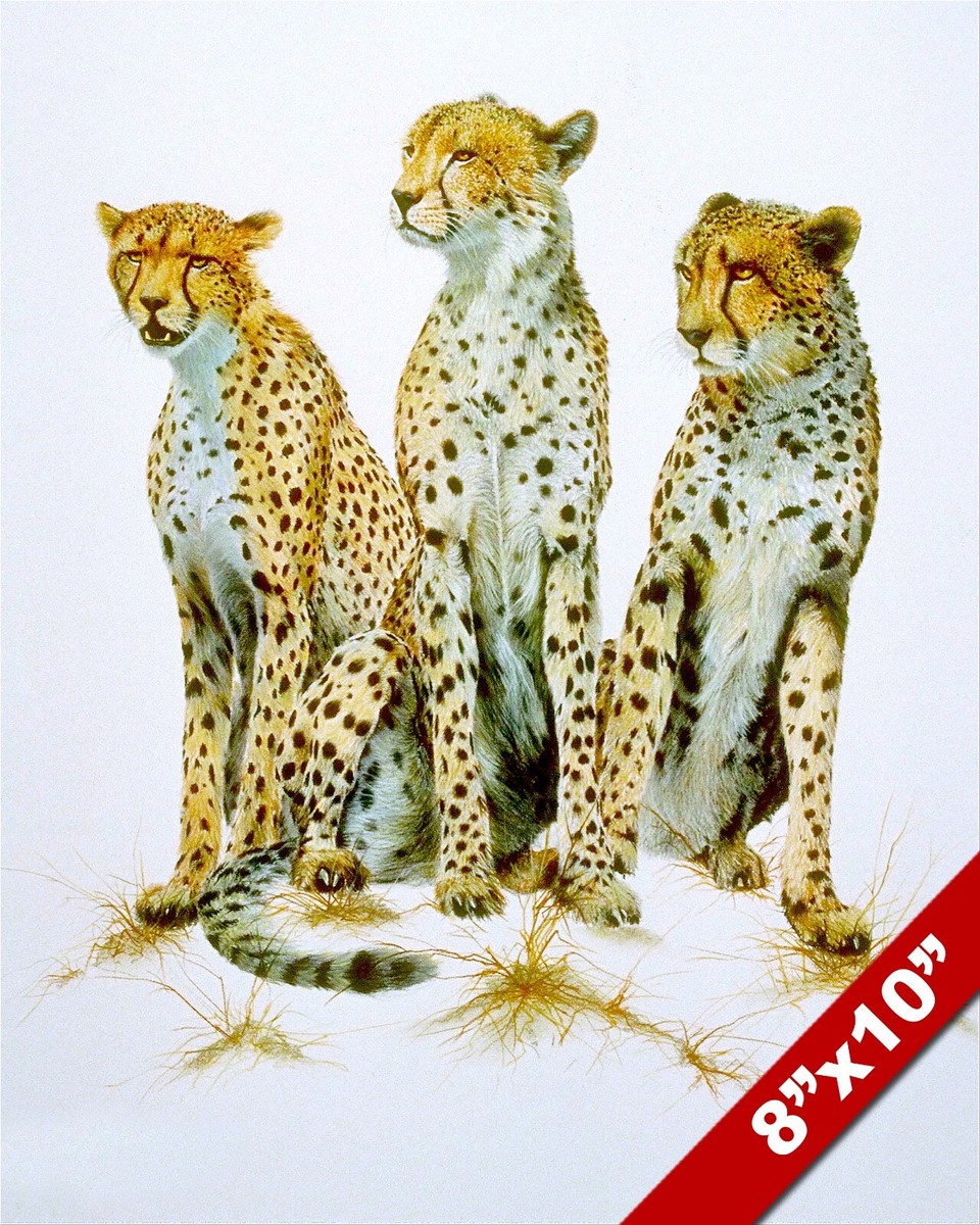THREE CHEETAH BIG WILD AFRICAN CATS ANIMAL PAINTING AFRICA ART