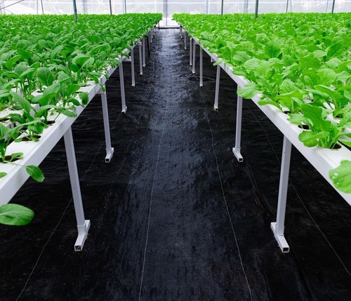Durable 3ft x 50ft Weed Control Landscape Fabric - Eco-Friendly & Easy Setup - Picture 9 of 10