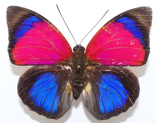 AGRIAS CLAUDINA SARDANAPALUS MALE FROM NOVA OLINDA DO NORTE, BRAZIL