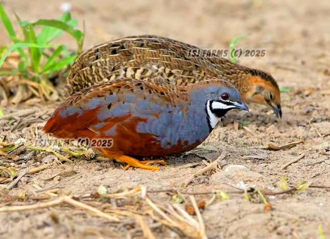 12 (+5 Extra) ❤️ LSJ Farms - Button Quail Hatching Eggs Chinese Paint Quail RARE - View #4