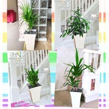 1 Evergreen Large House Plant @ Gloss White Square Milano Pot Office Indoor Tree
