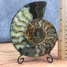 Top! Natural Ammonite Fossil Conch Crystal Specimen Healing+stand 1PC 200g+