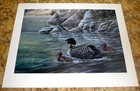 Maine Loons "Impending Storm" Signed Paul Boucher 25 x 19 Color Art Print