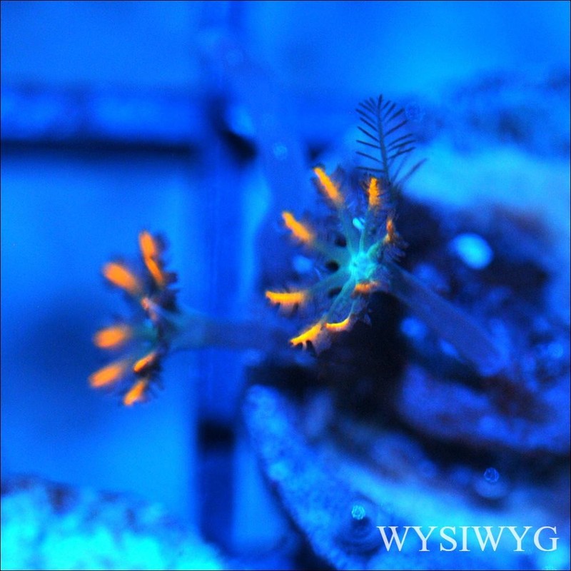 Corals of Eden ~ WYSIWYG Live Coral Frag ~ Fireworks Clove Polyps - LPS