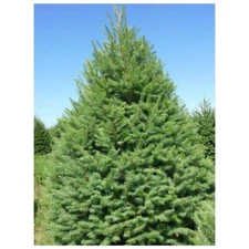 Coastal Douglas Fir Tree Seeds: 40 ct. Grow Your Own Christmas Tree, Landscaping