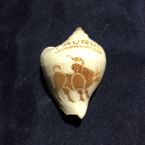 Vintage Carved Cameo Shell with Taurus Bull - Picture 2 of 5