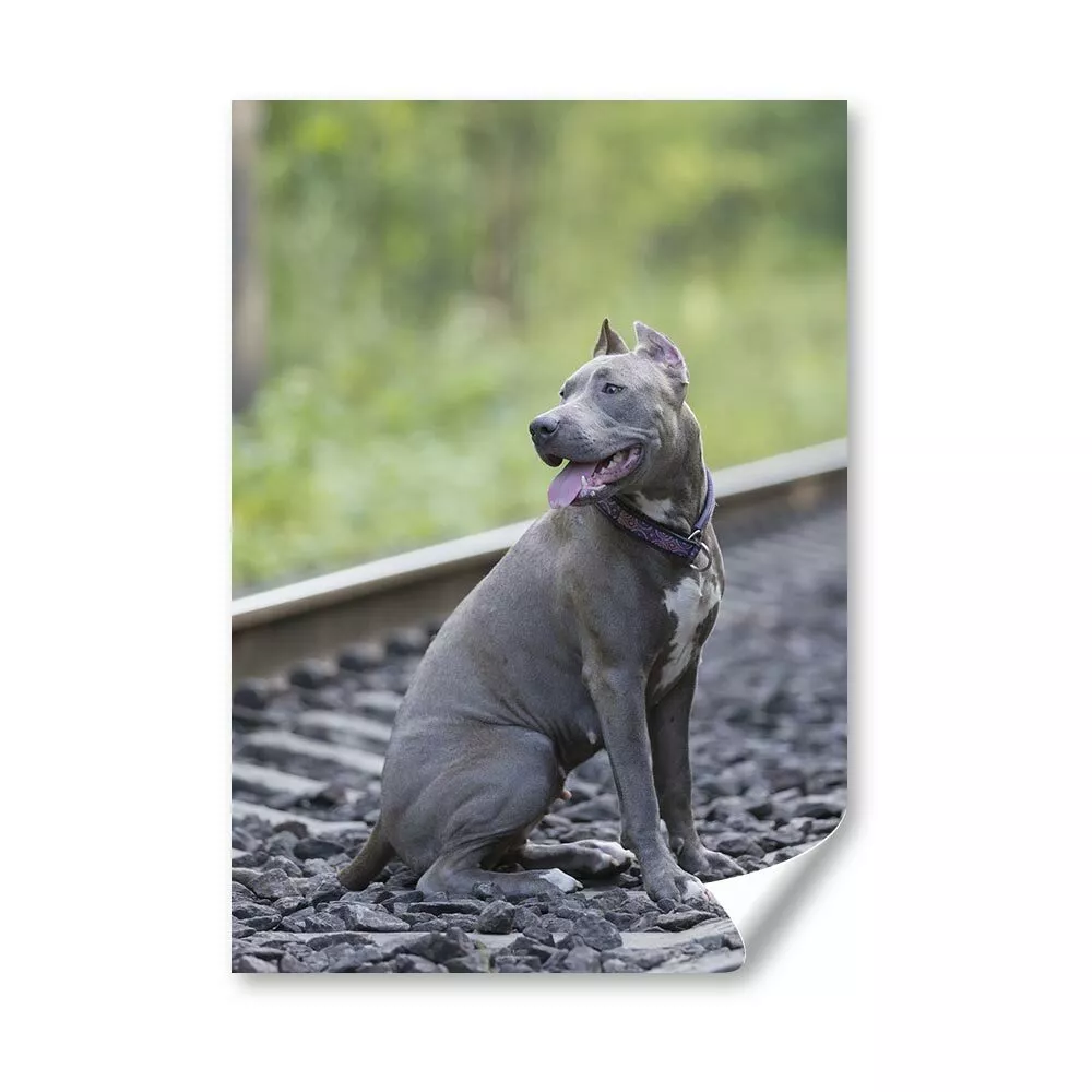 Grey pitbull 2025