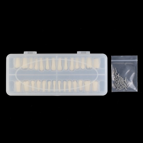 Kilgore Nissin 200 Type Dental Typodont 28PCS Teeth Model Screw-in Replacement - Picture 9 of 55